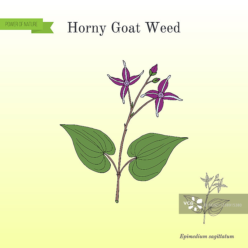 淫羊藿药材图片素材