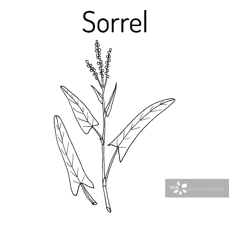酢浆草植物图片素材