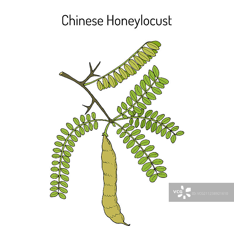 中药材皂荚图片素材