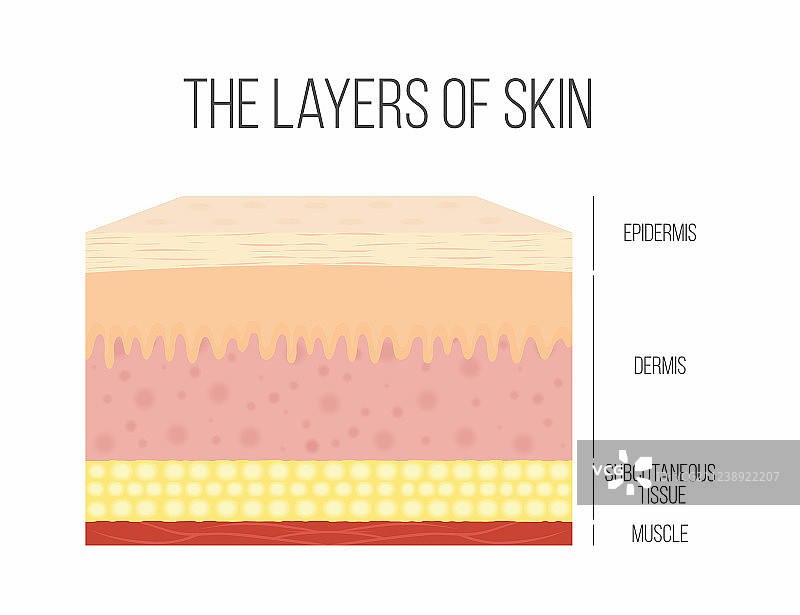 健康正常的皮肤层级结构图片素材