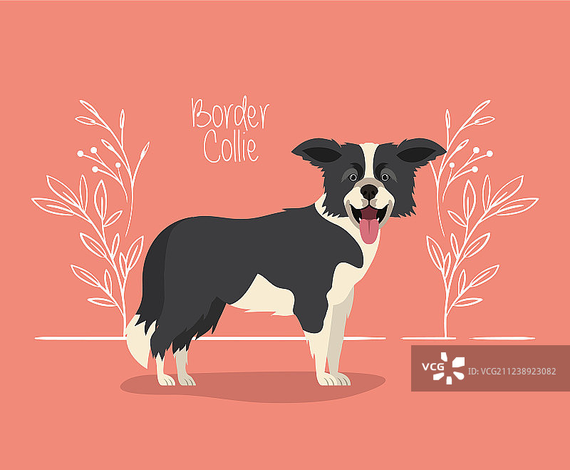 可爱的边境牧羊犬宠物角色图片素材