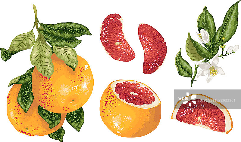 柑橘与葡萄柚植物图片素材