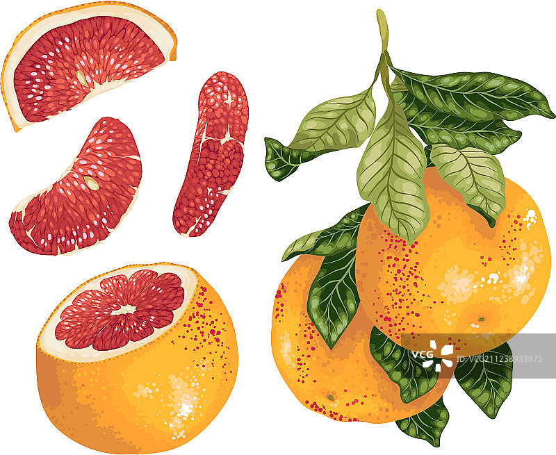 葡萄柚与树枝上的果实图片素材