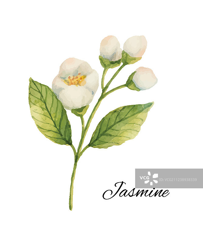 白色背景上的水彩茉莉花图片素材