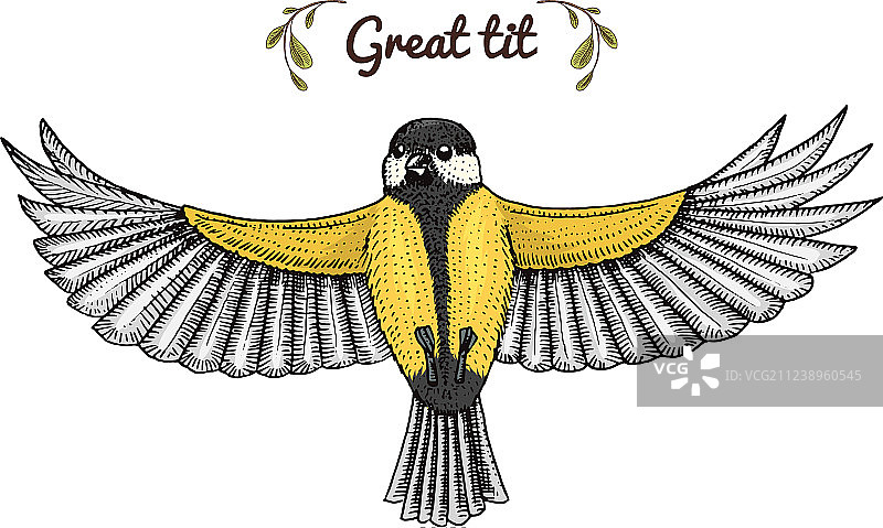 家燕、燕雀和山雀图片素材