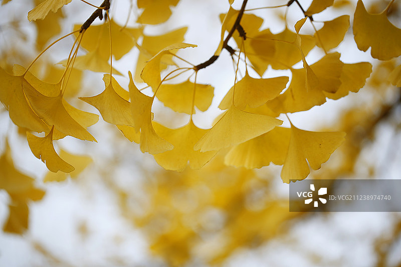 银杏叶秋季图片素材