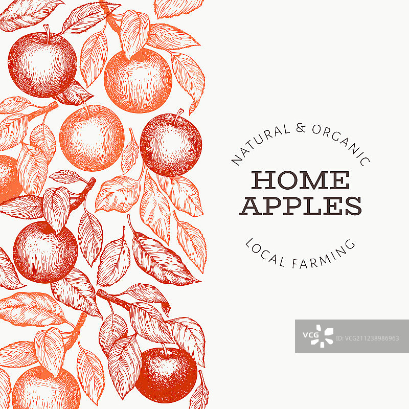 手绘苹果树枝设计模板图片素材