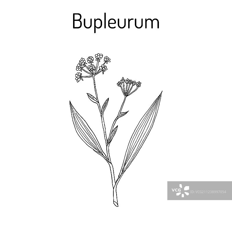 中柴胡药用植物图片素材