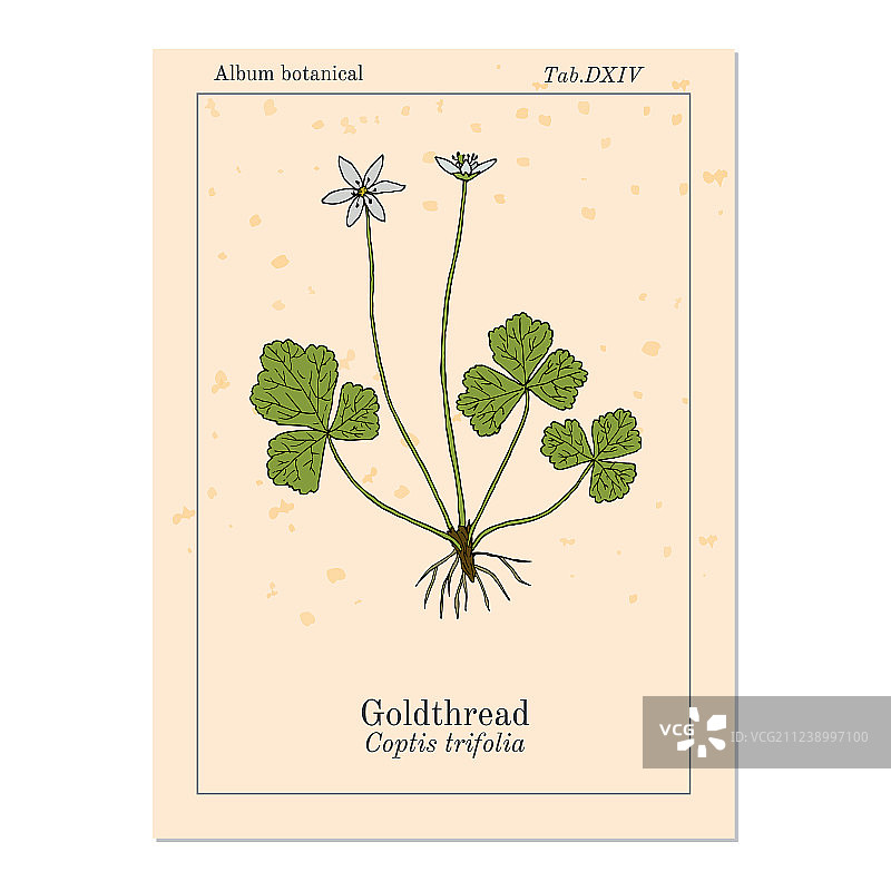 金线莲图片素材