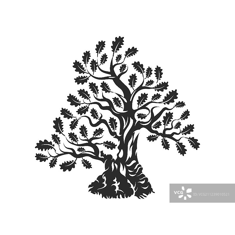 巨大的神圣橡树剪影标志徽章图片素材