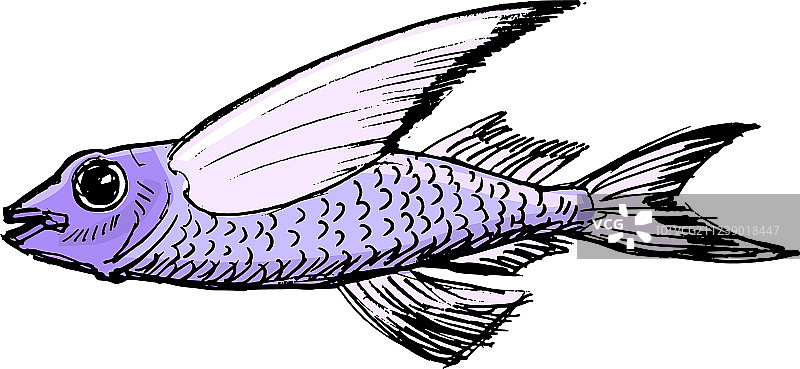 飞鱼素描图片素材