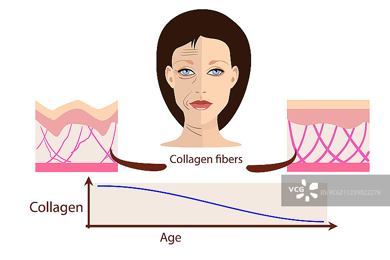 面部肌肤：年轻与衰老图片素材