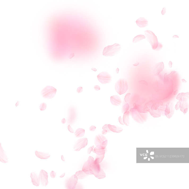 樱花花瓣飘落，浪漫的粉红色花朵图片素材