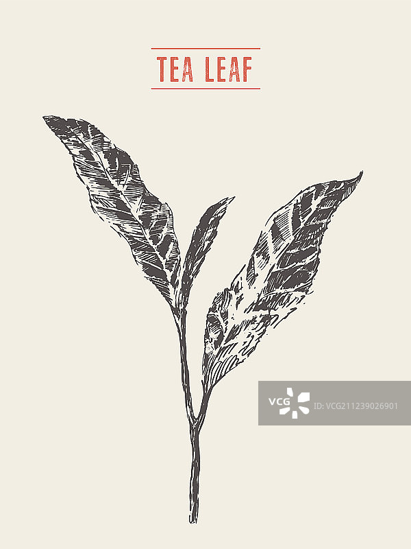 茶叶嫩芽素描图片素材