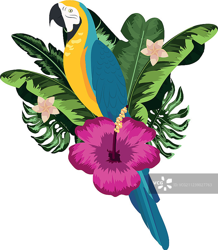 充满异国情调的热带鸟类图片素材