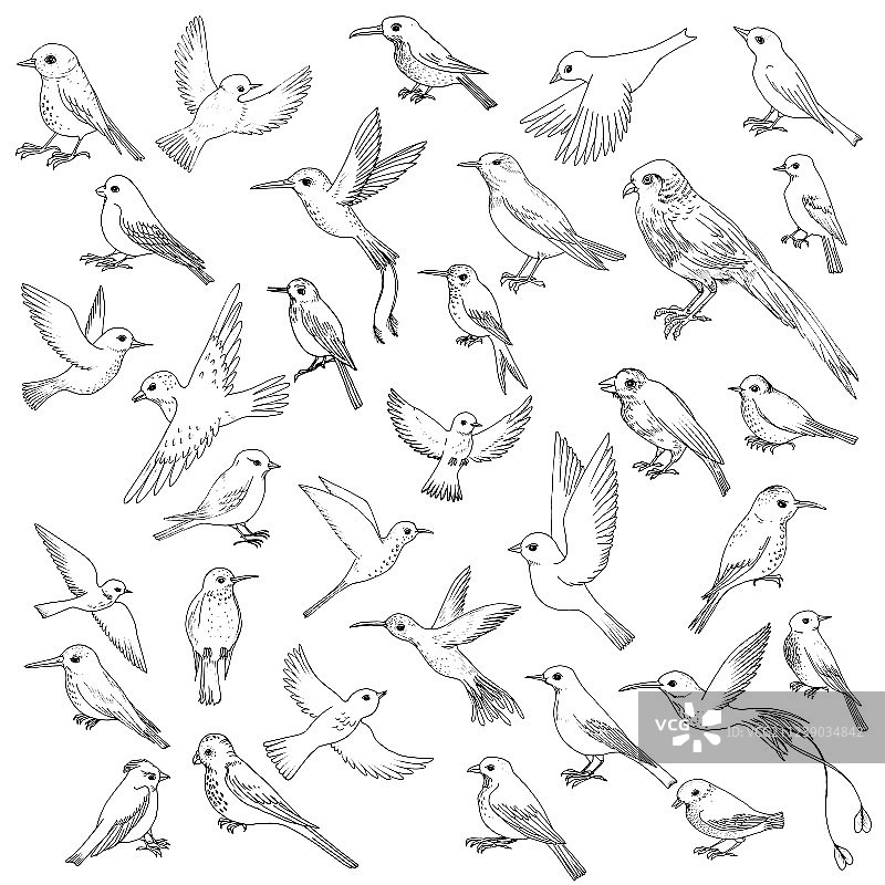 鸟类图案图片素材