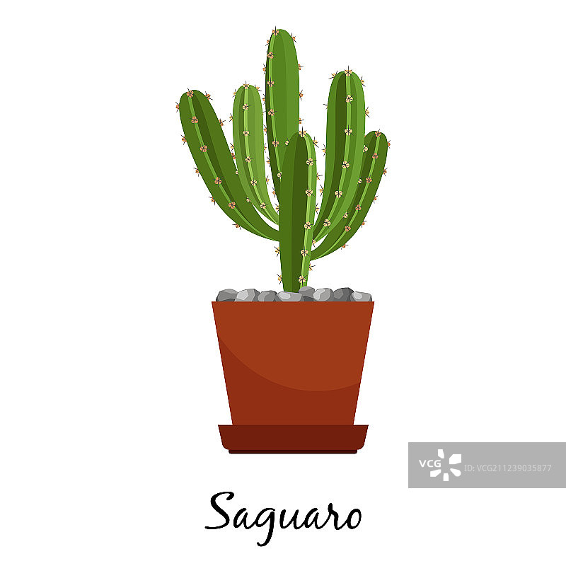 盆栽巨人柱图片素材