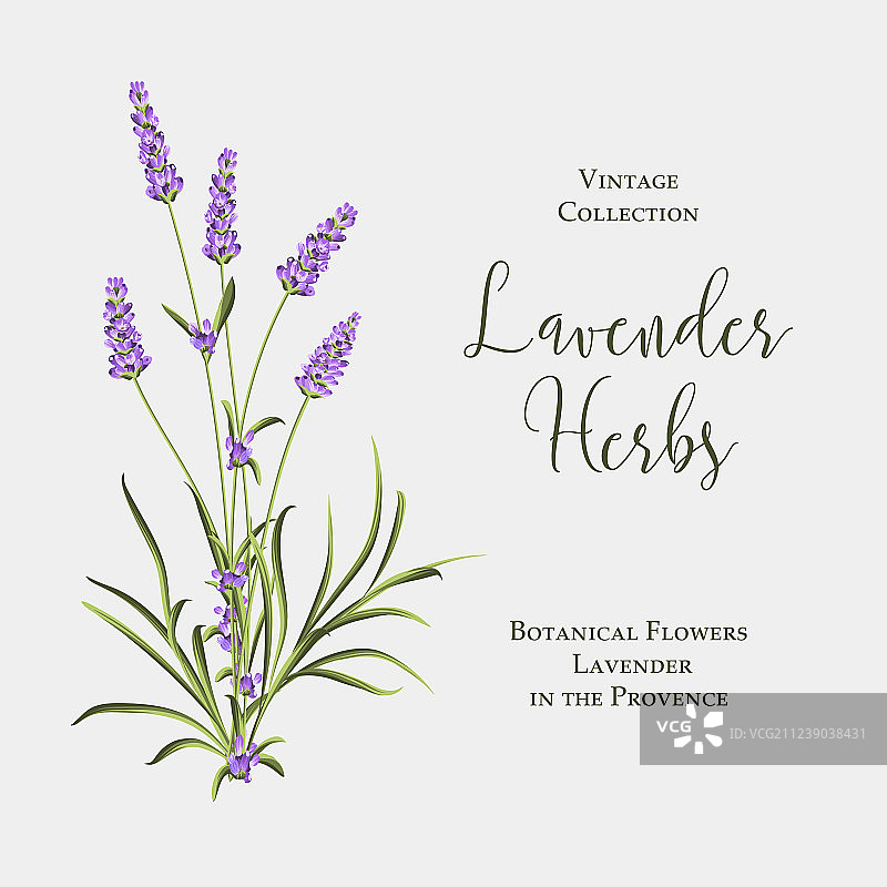 薰衣草花丛标签图片素材