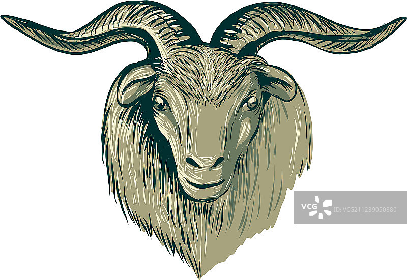 开司米山羊头部绘画图片素材