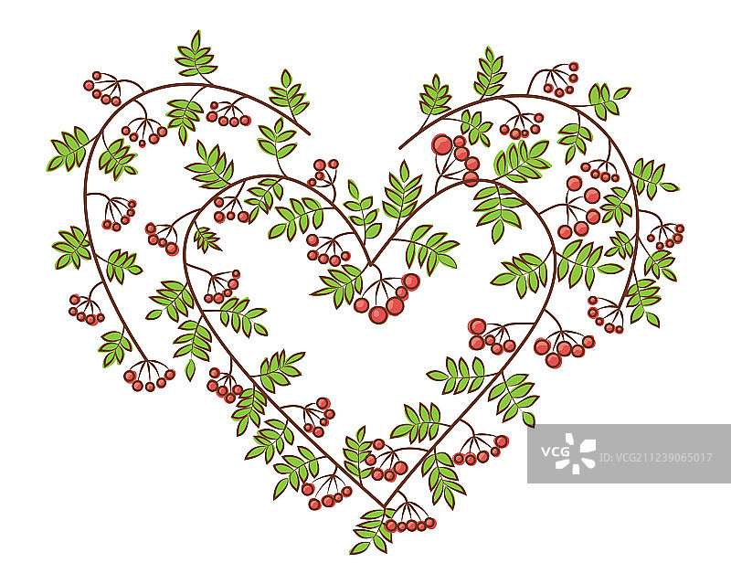 心形花楸浆果树枝图片素材