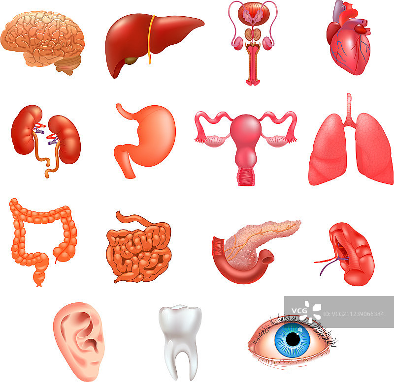 内部器官图标合集图片素材
