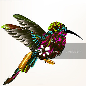 逼真的蜂鸟图片素材