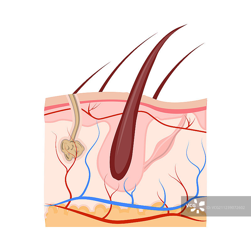 身体人体标志图片素材