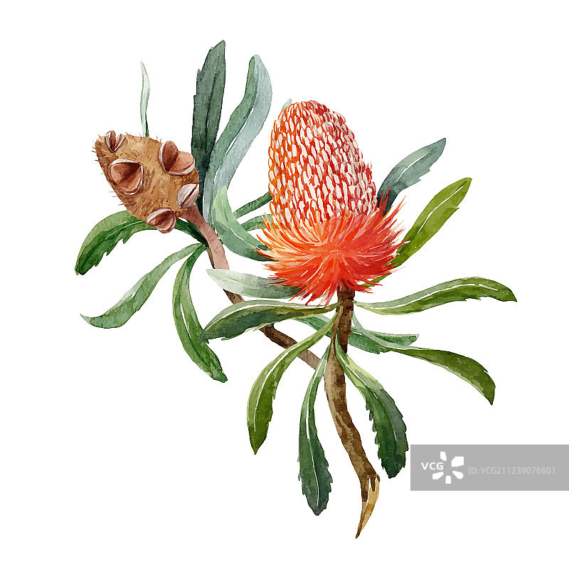 水彩班克西木属花卉构图图片素材