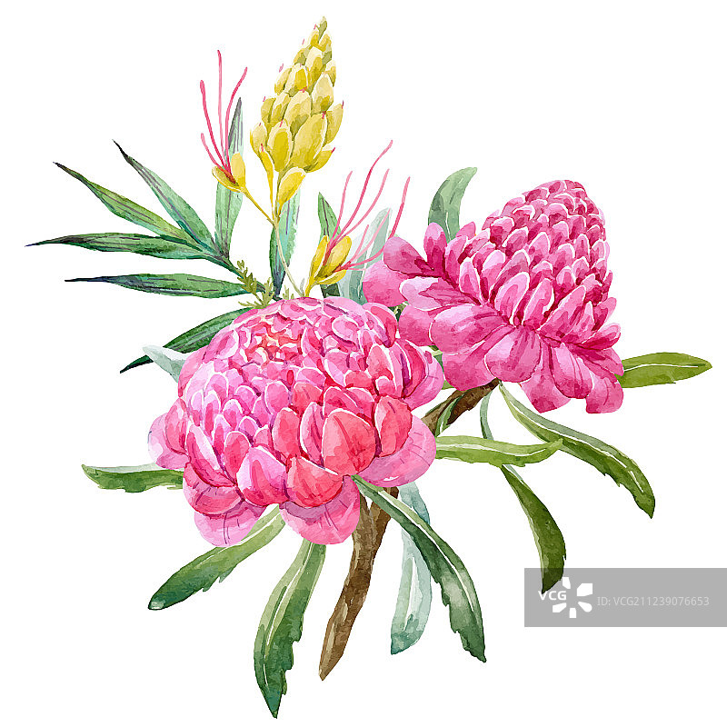 水彩班克西木属花卉构图图片素材