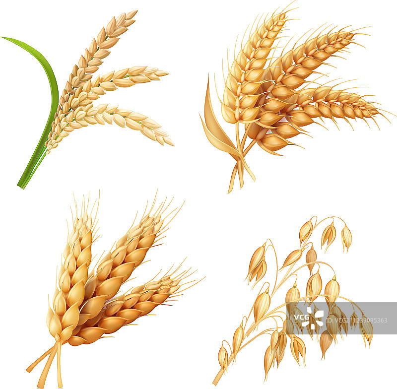 农作物合集：水稻、燕麦、小麦、大麦图片素材