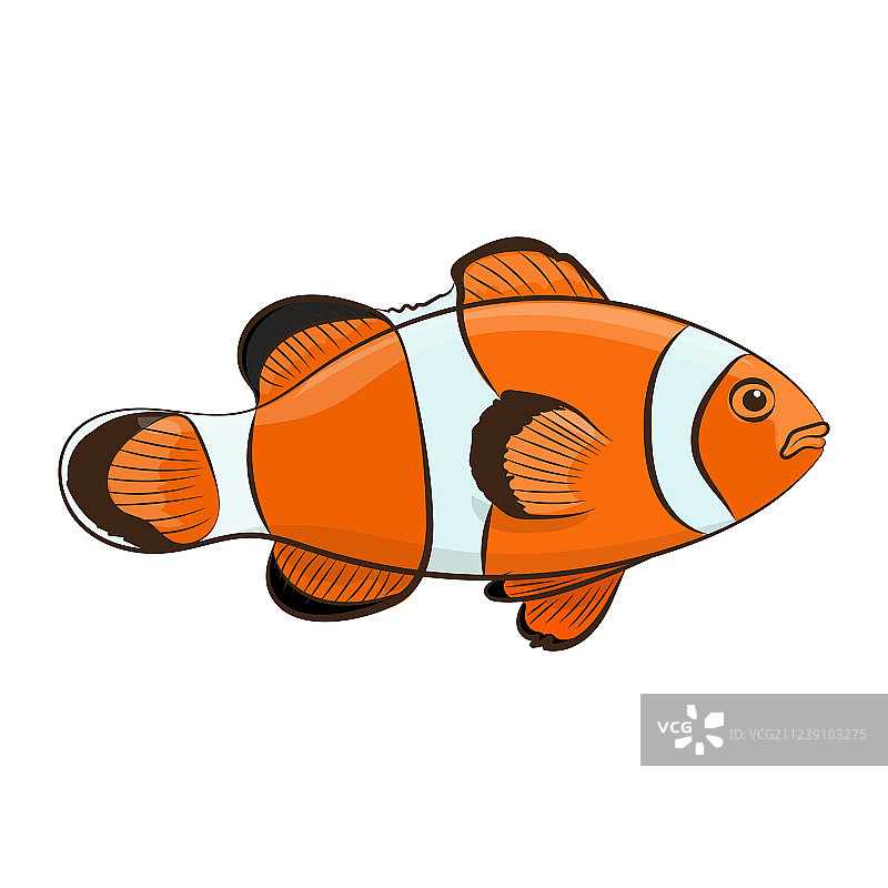 小丑鱼图片素材
