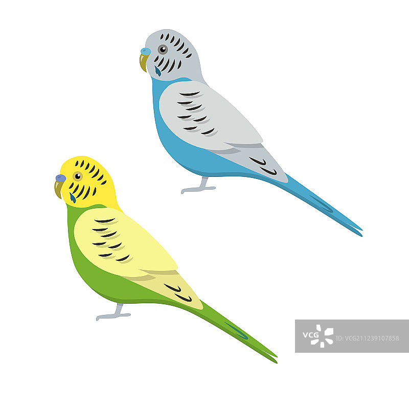 扁平风格的虎皮鹦鹉图标图片素材