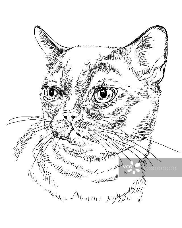 单色缅甸猫图片素材