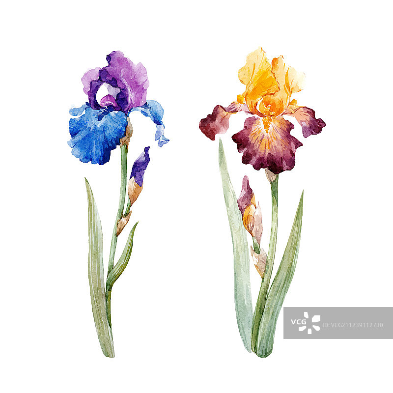 水彩鸢尾花套装图片素材