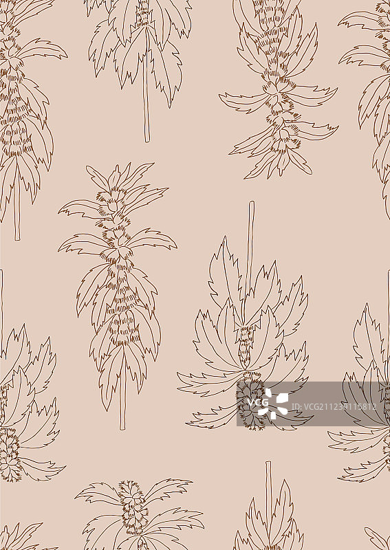 益母草2-01图片素材