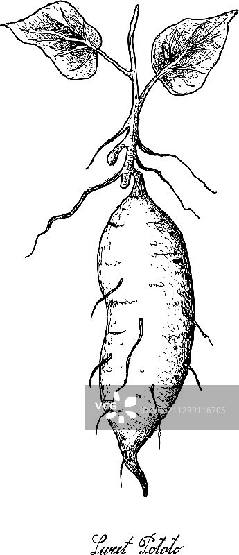 手绘白底红薯图片素材