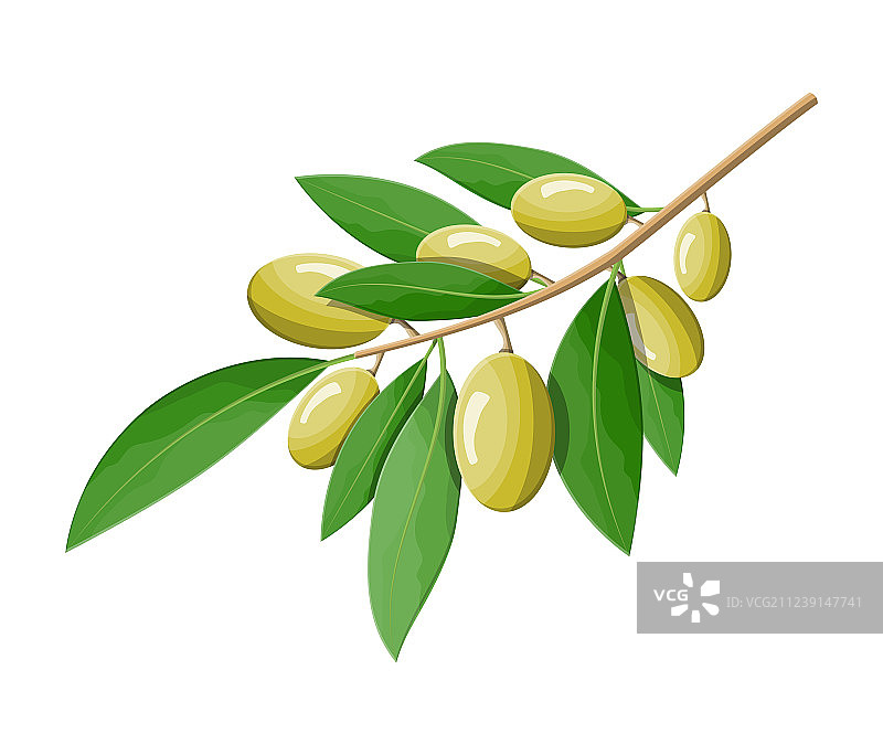 白色背景上的绿色橄榄枝图片素材