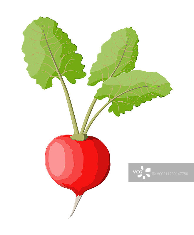 白色背景上孤立的带叶萝卜图片素材