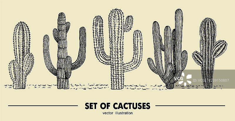 手绘仙人掌草图合集图片素材