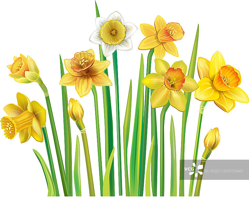 白色背景上的黄色水仙花图片素材