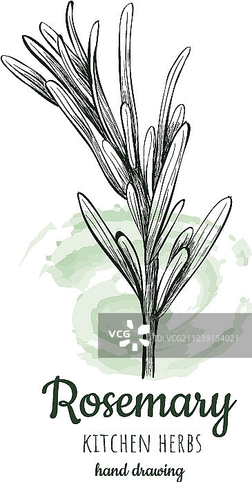 迷迭香素描风格图片素材