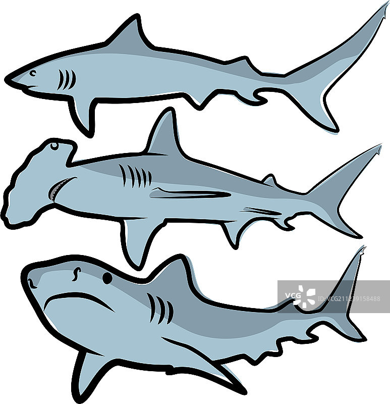 大鲨鱼绘画图片素材