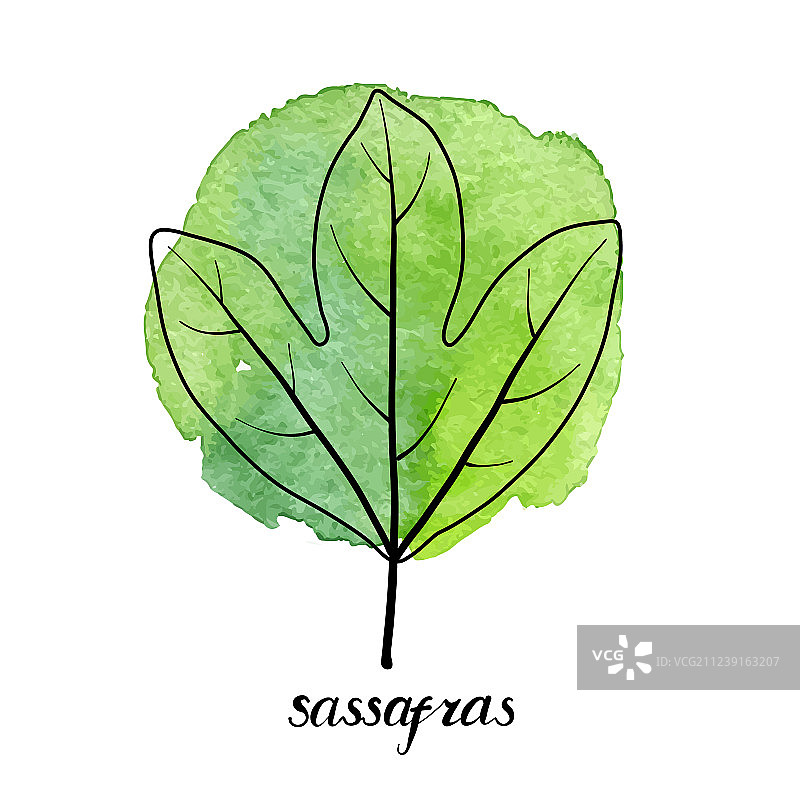 樟树叶图片素材