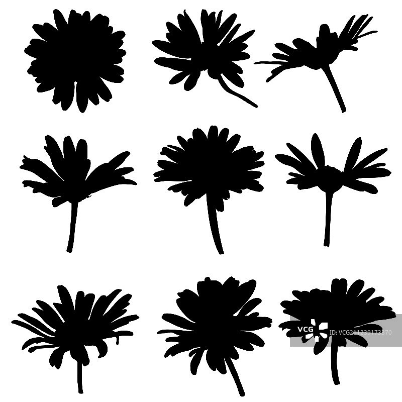 雏菊花朵绘画剪影图片素材