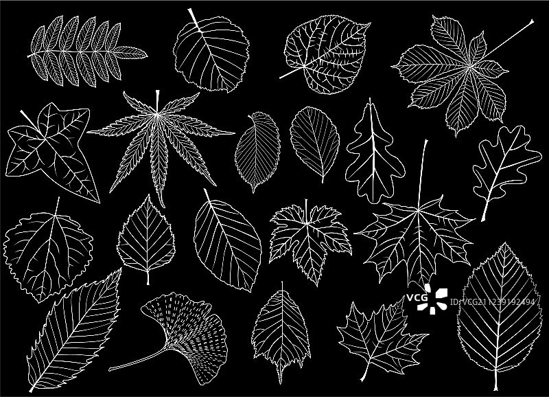 树叶合集图片素材