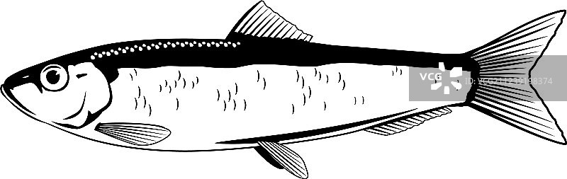 欧洲白鱴黑白鱼图片素材