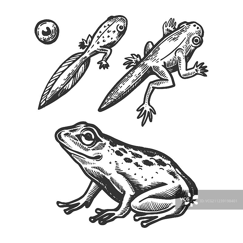 青蛙胚胎和蝌蚪动物雕刻图片素材