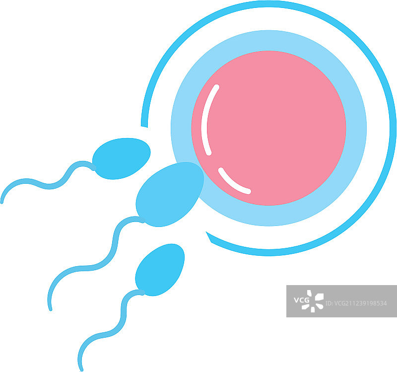 卵子和精子的生殖受精图片素材