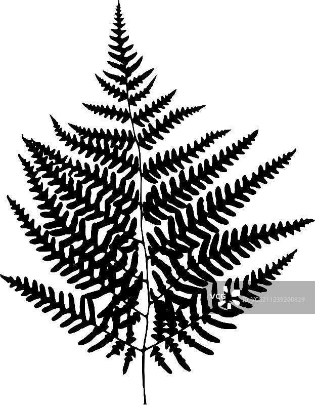 蕨叶轮廓剪影图片素材