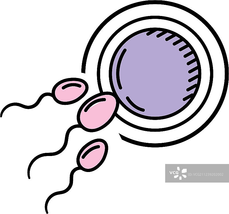 卵子和精子的生殖受精图片素材
